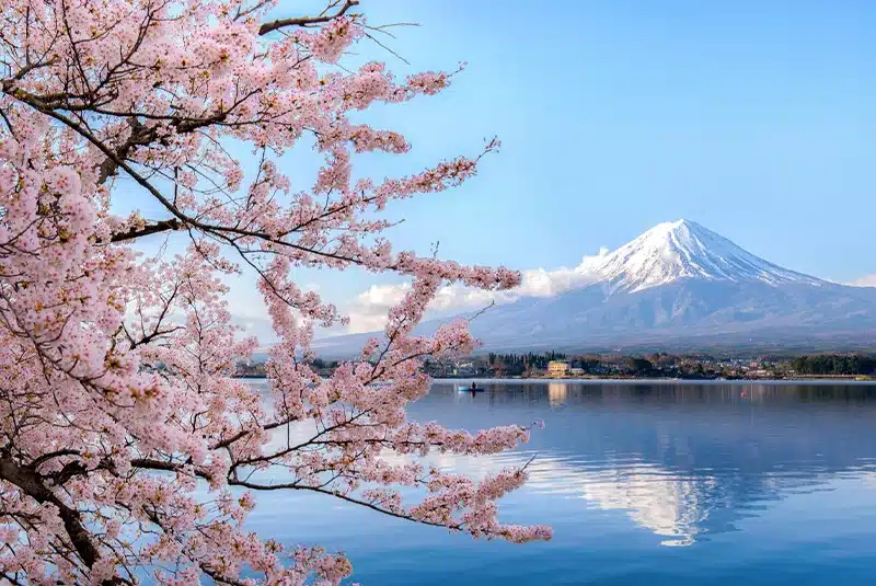 Kirsikankukat kukkivat eri aikoihin ympäri Japania.