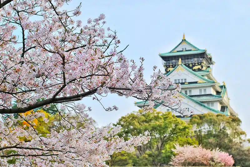Kirsikankukkien kukinta Osakassa