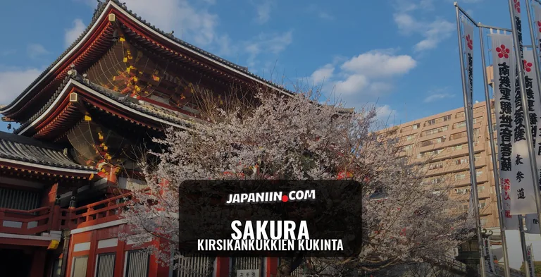 Sakura — Kirsikankukkien kukinta