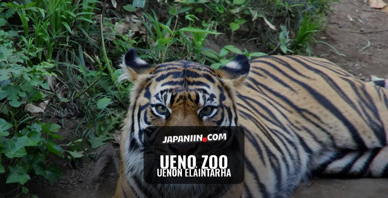 Ueno Zoo — Uenon Eläintarha